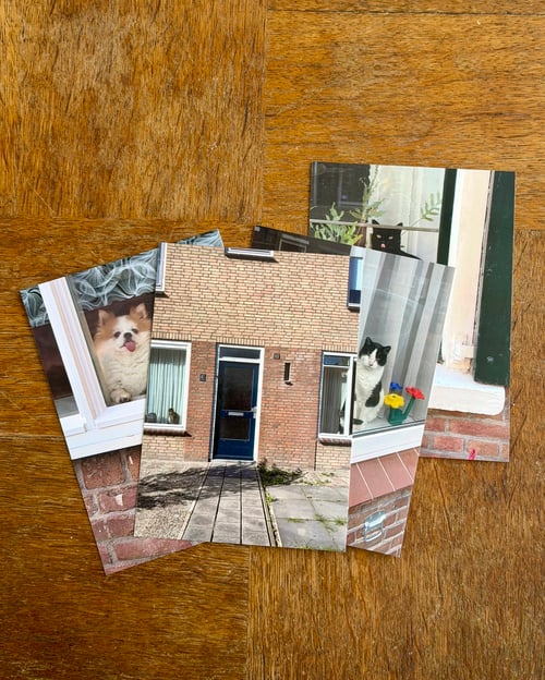 Image of 'Cats and Dogs in the Window' - postcardset #2