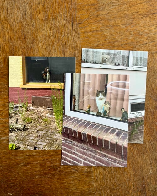 Image of 'Cats and Dogs in the Window' -  postcardset #2