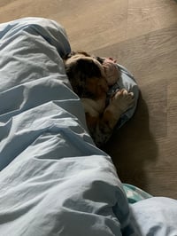 Dog T-shirts 