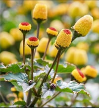 Image 1 of Spilanthes ( Acmellla oleracea ) 2L Container
