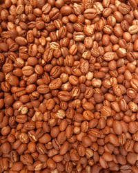 Image 3 of AMPACAO — SINGLE ORIGIN PEABERRY COFFEE from SAGADA (100g) **LIMITED SUPPLY**