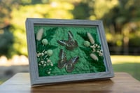 Twin Butterfly Frame