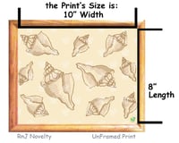 Image 3 of RnJ_ConchShell_Natural UnFramed Print