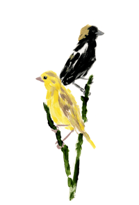 print BOBOLINK