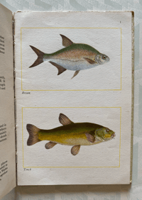Image 4 of Fishes of Britain's Rivers and Lakes