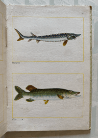 Image 5 of Fishes of Britain's Rivers and Lakes