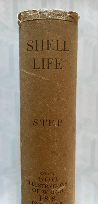 Image 2 of Shell Life by Edward Step
