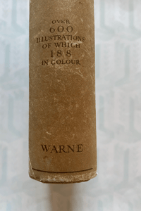 Image 3 of Shell Life by Edward Step