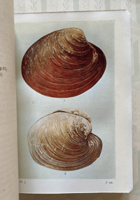 Image 4 of Shell Life by Edward Step