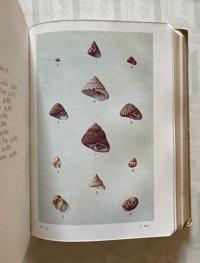 Image 5 of Shell Life by Edward Step