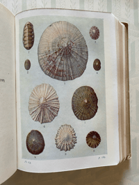 Image 6 of Shell Life by Edward Step