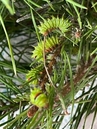 Image 1 of Actias dubernardi