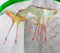 Image 4 of Actias dubernardi