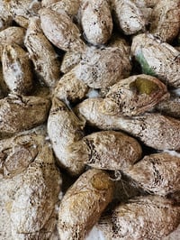 Image 2 of Argema mimosae