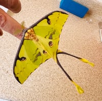 Image 1 of Argema mimosae