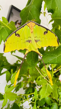 Image 3 of Argema mimosae