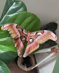 Image 3 of Attacus lorquinii
