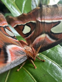 Image 4 of Attacus lorquinii