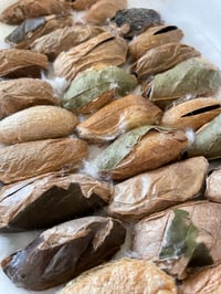 Image 2 of Attacus lorquinii