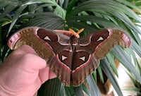 Image 1 of Attacus lorquinii
