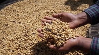 Image 2 of Kolumbien - Finca Sinaloa - Watermelon Co-Ferment Castillo - Omni