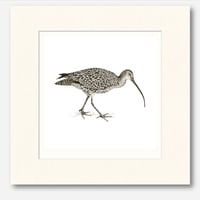 Image 4 of CURLEW ART PRINT