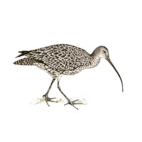 Image 1 of CURLEW ART PRINT
