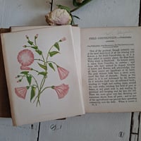 Image 6 of Stunning Duo Of Wild Flower Books dated 1857