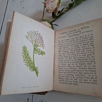 Image 7 of Stunning Duo Of Wild Flower Books dated 1857