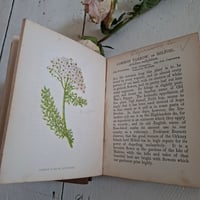 Image 8 of Stunning Duo Of Wild Flower Books dated 1857