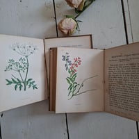 Image 5 of Stunning Duo Of Wild Flower Books dated 1857