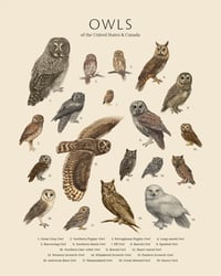 Native Owls of the US & Canada - Biodiversity Series Print