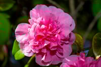Image 1 of Camellia Debbie