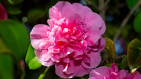 Image 2 of Camellia Debbie