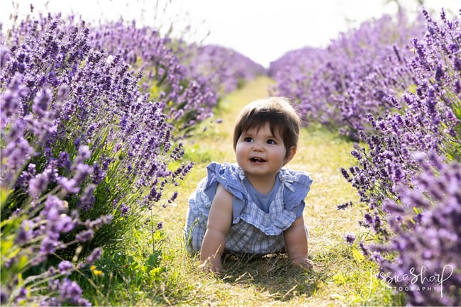 Lavender Mini Sessions - Sunday 12th July 2026