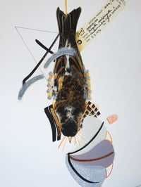 Image 2 of Brambling (Red Flame)
