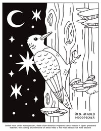 Image 3 of Birds of the Great Plains Coloring Book