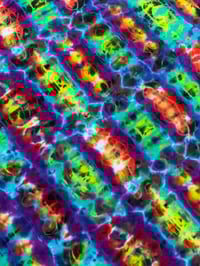 Image 4 of 2XL electric ameba