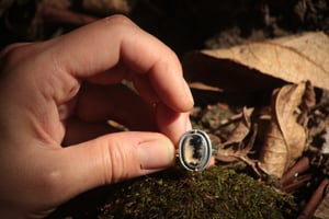 Image of Roots