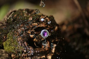 Image of Serenity