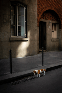 Un gos que no sap que és de Paris