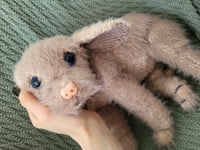 Image 1 of Meet Ella – the dog who feels almost real