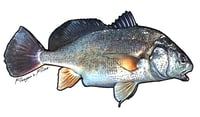 Image 16 of Fish Stickers