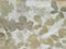 Image of Foulards en soie