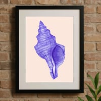 Image 2 of Blue Sea Shell Number 1