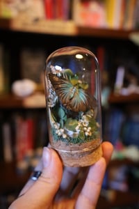 Image 3 of Literally one (1) Ayam Cemani chick