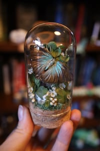 Image 2 of Literally one (1) Ayam Cemani chick