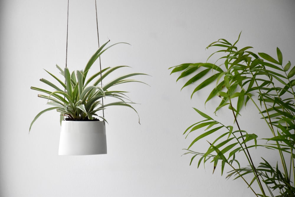 Image of PLANT HANGER
