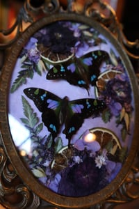 Image 3 of Claudia Purple™️
