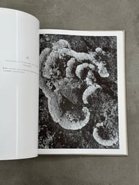 Image 2 of Gestein [Rock] - Albert Renger-Patzsch